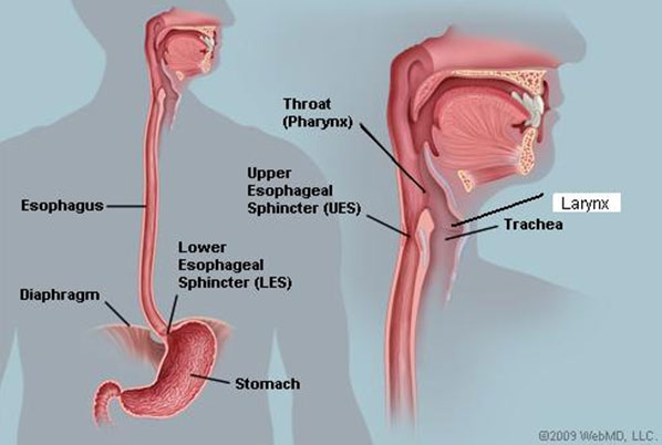 Larynx - diagram