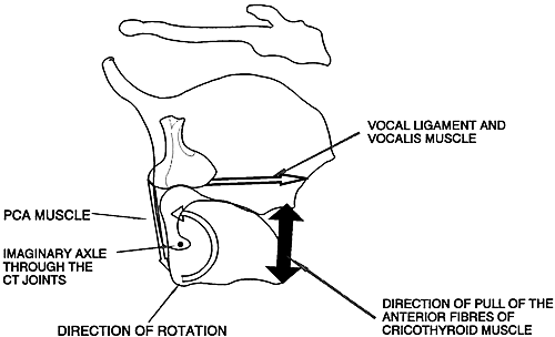 The vocal tract